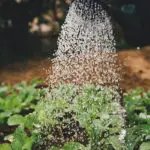 In einem Garten wird mit einer Gießkanne Wasser auf grüne Blattpflanzen gegossen, wobei die Tröpfchen in der Luft sichtbar sind.