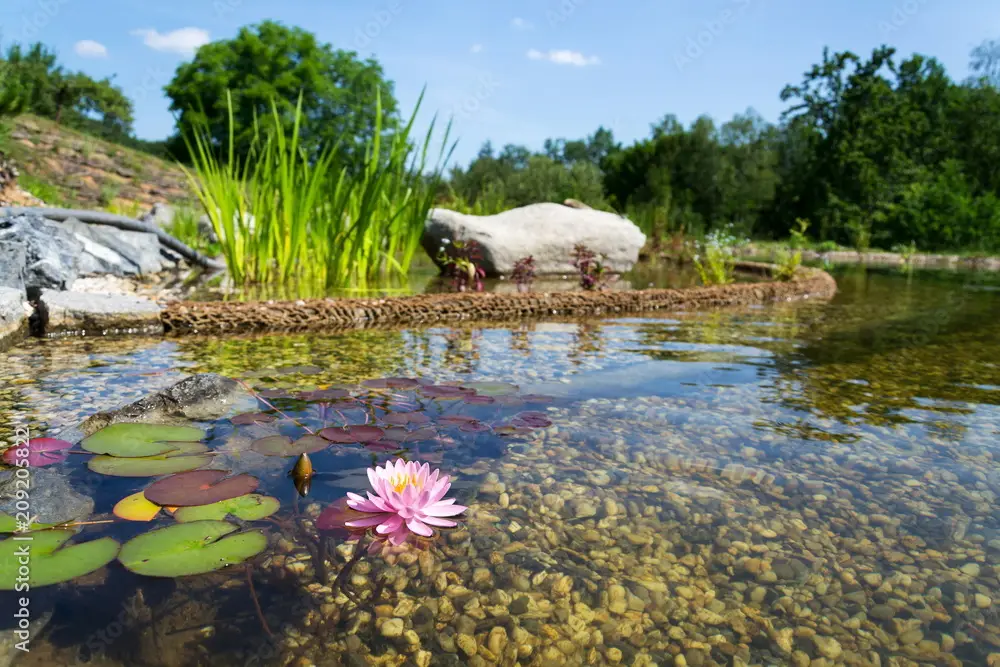 Ein klarer Teich mit Kieselsteinen am Grund, eine rosa Seerose mit Seerosenblättern im Vordergrund, hohe grüne Pflanzen, Felsen und Bäume im Hintergrund unter einem blauen Himmel.