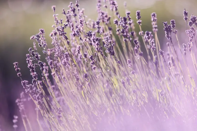 Eine Nahaufnahme von blühenden Lavendelpflanzen mit hohen, schlanken Stängeln und Büscheln kleiner violetter Blüten - die perfekte Inspiration für Saune und Whirlpool im eigenen Garten selbst gestalten für den persönlichen Wohlfühlfaktor.