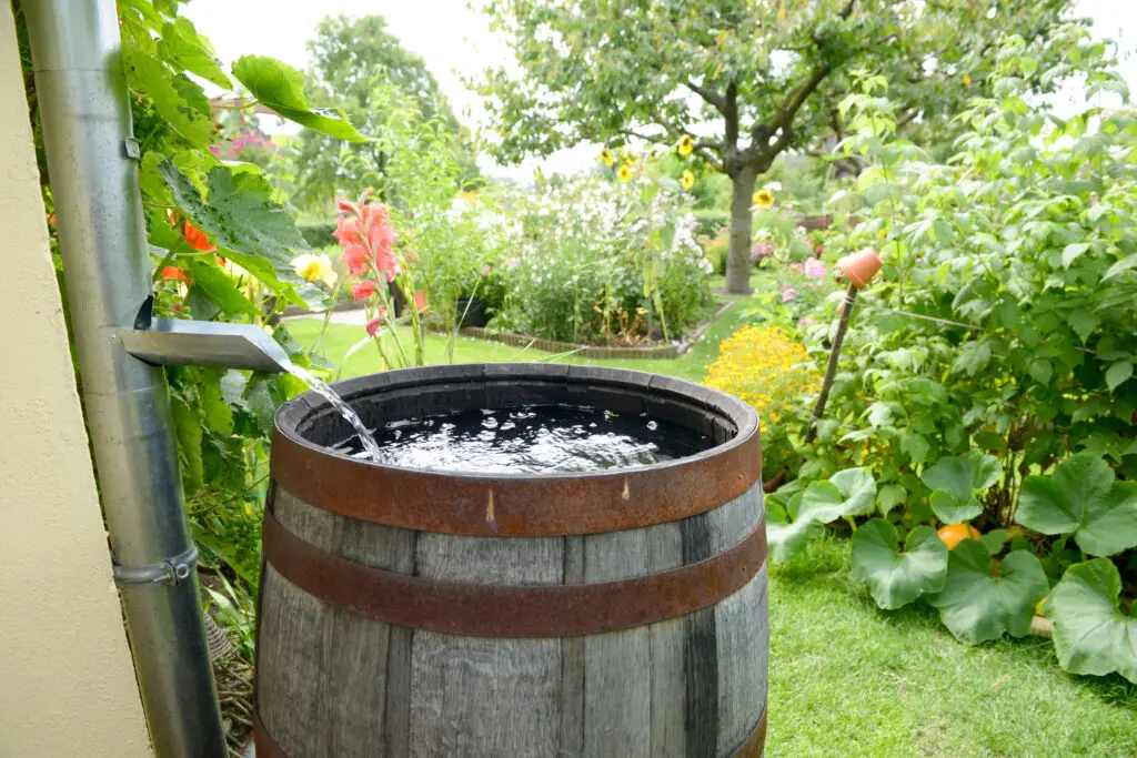 Ein Metall-Regenrohr leitet das Wasser in eine hölzerne Regentonne in einem Garten, in dem verschiedene Grünpflanzen und Blumen wachsen und im Hintergrund auf einer Rasenfläche ein Baum steht.