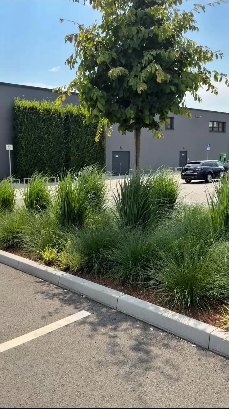 Ein Parkplatz mit freien Stellplätzen ist von hohem grünem Gras und Sträuchern gesäumt. In der Nähe des Bordsteins steht ein Baum; im Hintergrund sind unter einem klaren Himmel ein graues Gebäude und einige geparkte Autos zu sehen.