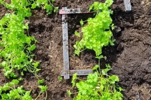 In dunkler Erde wachsen mehrere kleine grüne Blattpflanzen, zwischen denen drei metallene Winkellineale angebracht sind, möglicherweise um die Abstände zwischen den Pflanzen zu messen. Die Szene befindet sich im Freien, und unten ist ein Teil einer Steinkante zu sehen.